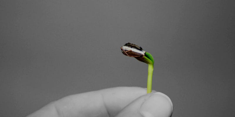 Plant in hand, growth strategy, growing a business, people factors, what do you sell, herring group, Greg Herring